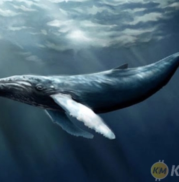 bitcoin balina-koinmedya