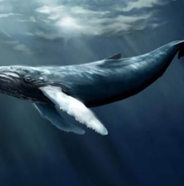 ETH toplam arzının 46.000 Bitcoinlik dev balina hareketi