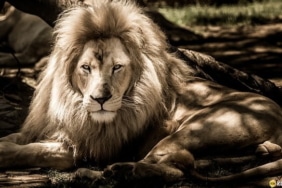 Bitcoin piyasa hakimiyeti