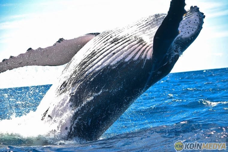 2023'te balinaların en çok alım yaptığı 4 kripto para: Litecoin,... 
