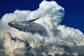 chainalysis-raporu-bitcoin-balinalari-volatilite-uzerinde-hic-bir-zaman-etkili-olmadi