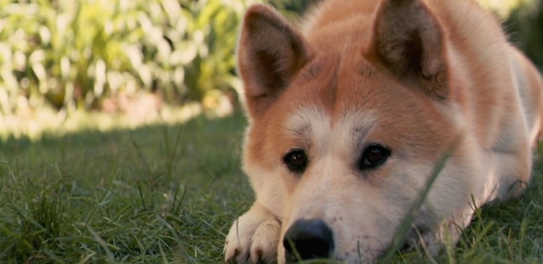 Dogecoin fiyatı artan düşüş