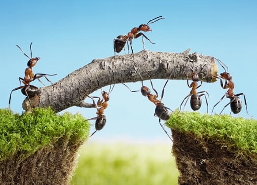 ethereum geliştirme takımı