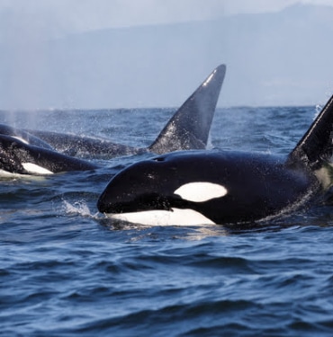 ethereum-bainasi-koinmedya-com