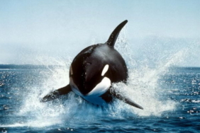 Ripple XRP satışına son hız devam ediyor. Şirket yine OTC cüzdanından 95 milyonluk  XRP gönderim işlemi gerçekleştirdi.