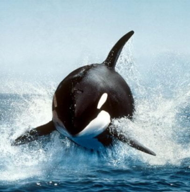 Ripple XRP satışına son hız devam ediyor. Şirket yine OTC cüzdanından 95 milyonluk  XRP gönderim işlemi gerçekleştirdi.