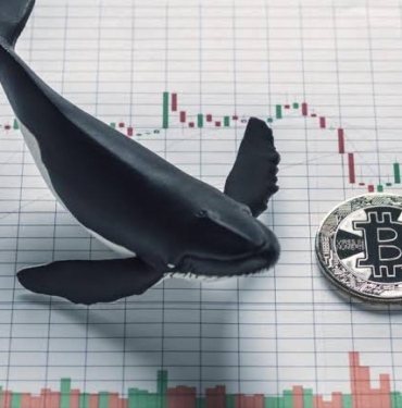 Dev balinalardan dev transferler! Hangi kripto paralar var?