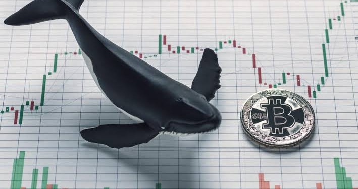 Dev balinalardan dev transferler! Hangi kripto paralar var?