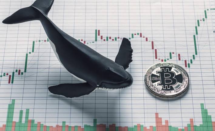 Bitcoin balinalarının sayısındaki önemli değişiklik Bitcoin’de yükseliş sinyali mi?