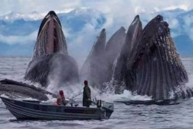 Ethereum balinalarından son iki yılın en yüksek rakamı!