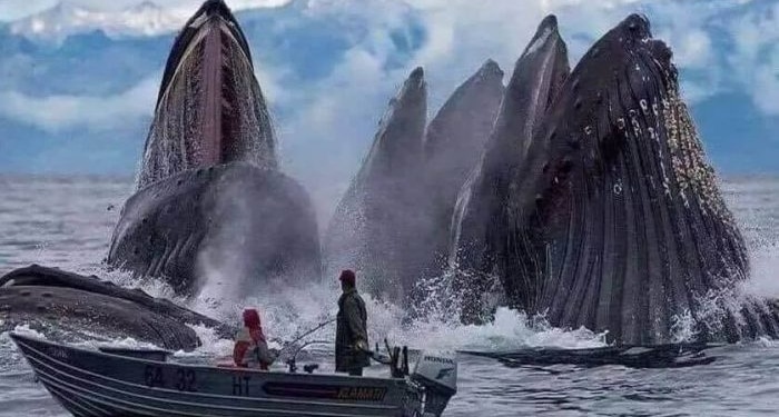 Ethereum balinalarından son iki yılın en yüksek rakamı!