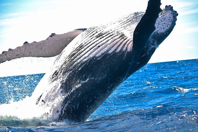 Bu altcoin balinaları 90 milyon dolarlık transfer gerçekleştirdi