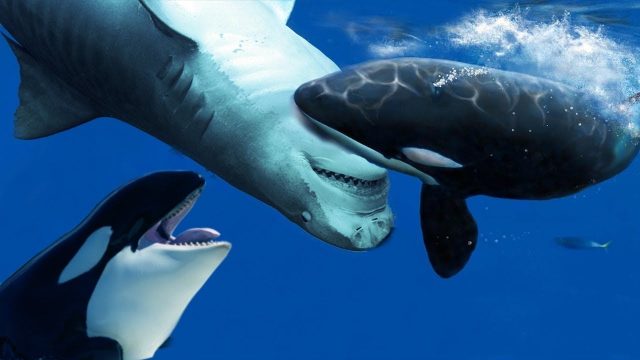 Ethereum balinaları artık bu altcoinleri topluyor!