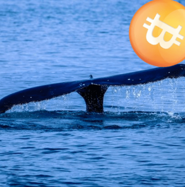 Bitcoin balina hareketi