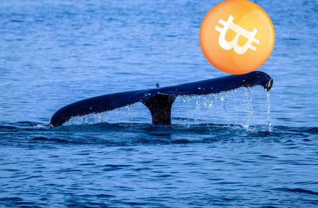 Büyük Bitcoin balinasında sıra dışı hareketlilik!