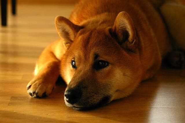 Meme coin Dogecoin’e (DOGE) ilham olan köpekten üzücü haber