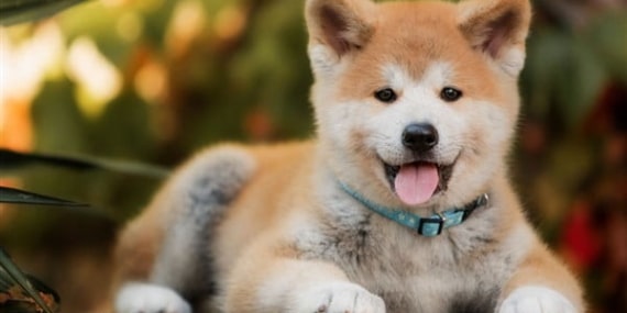 dogecoin