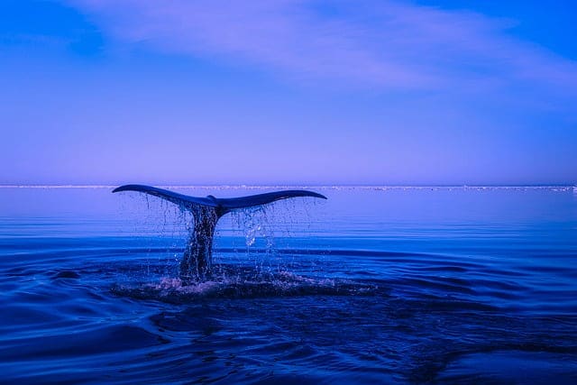 İşte en büyük balinaların hücum ettiği altcoin!