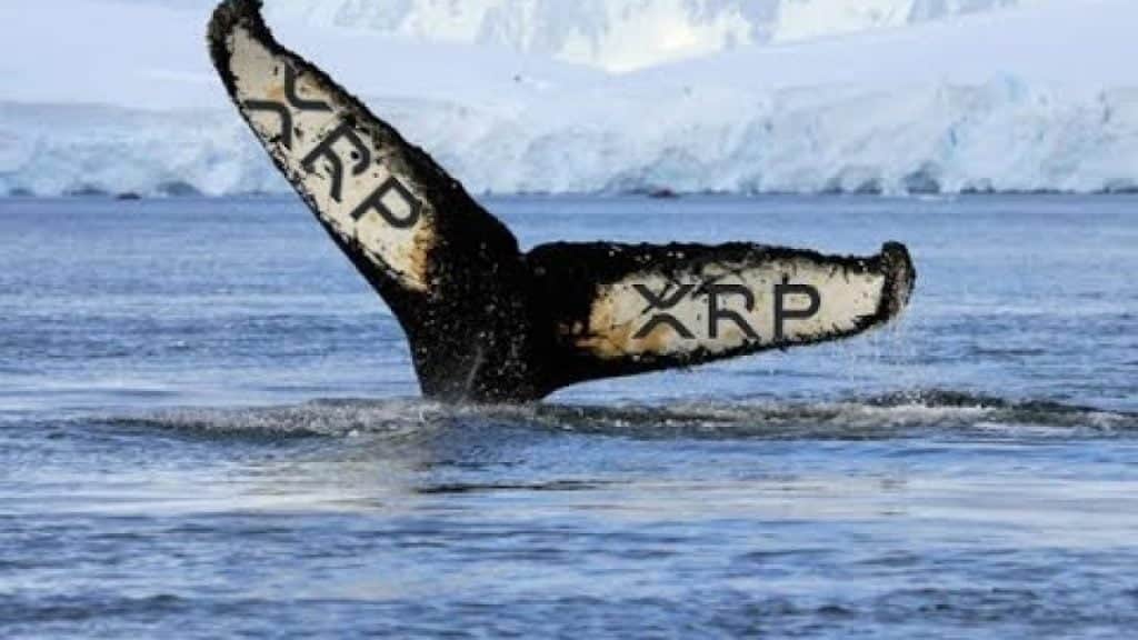 XRP haber: Ripple balinaları