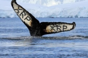 xrp-haber-ripple-balina-koinmedya-com