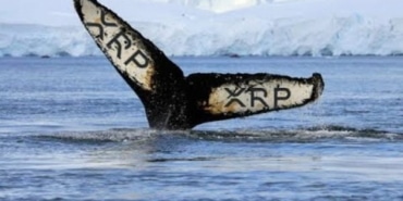 xrp-haber-ripple-balina-koinmedya-com