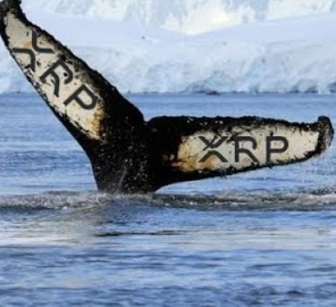 xrp-haber-ripple-balina-koinmedya-com