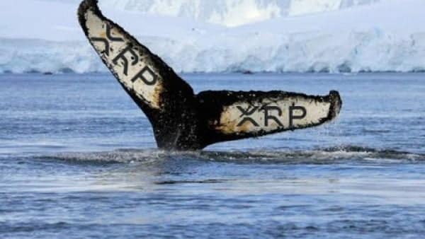 İşte, balinaların Ripple (XRP) biriktirmesinin en önemli sebebi