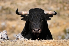 DOT fiyatında ralli hazırlığı! - Güncel Polkadot teknik analizi