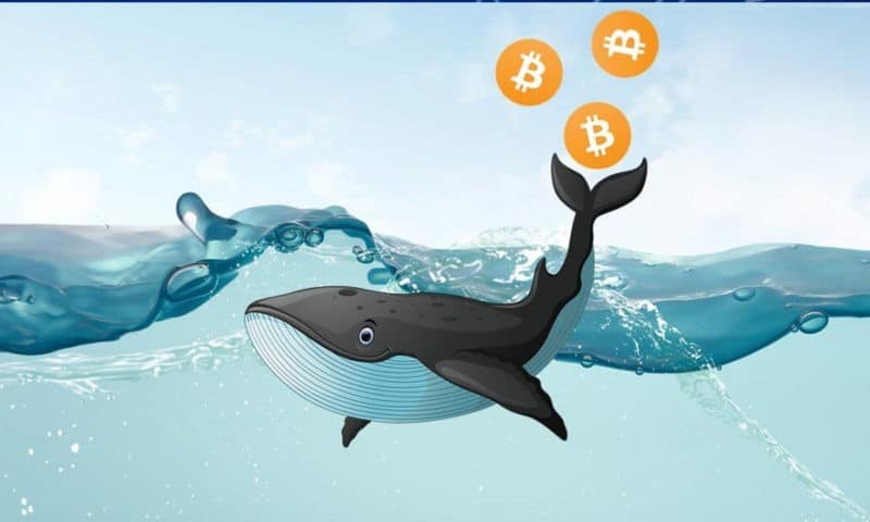 Haftalık Bitcoin balina raporu: Balınalar alıyorlar mı satıyorlar mı?