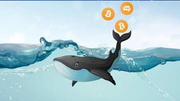 Bitcoin balina hareketleri 4 ayın zirvesinde, işte rakamlar