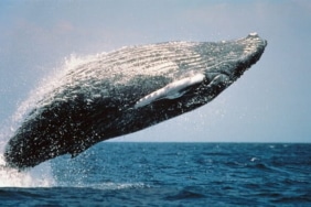 humpback-whale