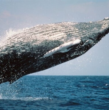 humpback-whale