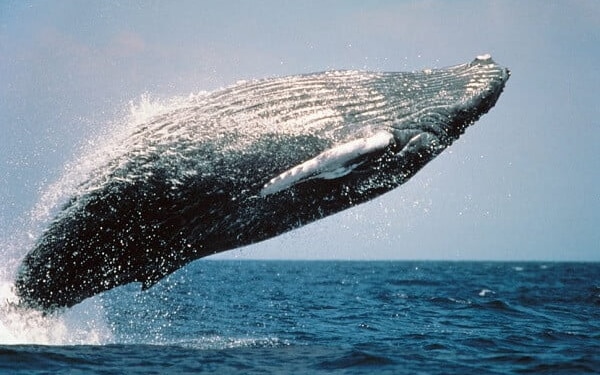 humpback-whale