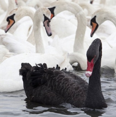black-swan