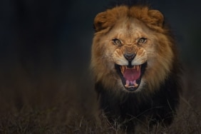 weiss-crypto-ratings-ethereum-koinmedya-com