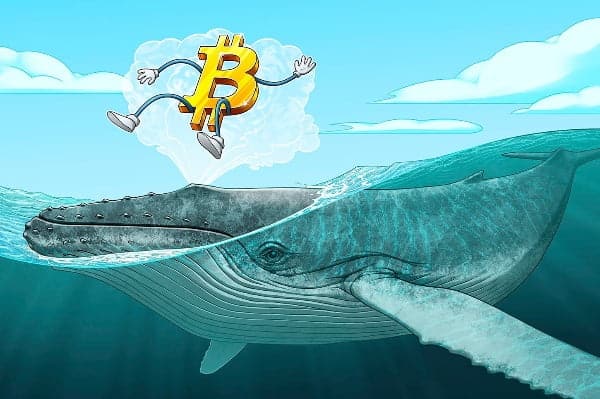 Balinalar bu dip seviyede neden Bitcoin  almıyor?