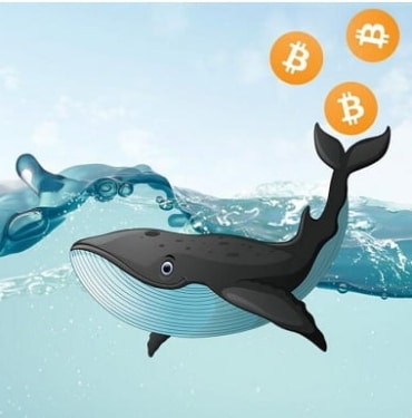 bitcoin balina