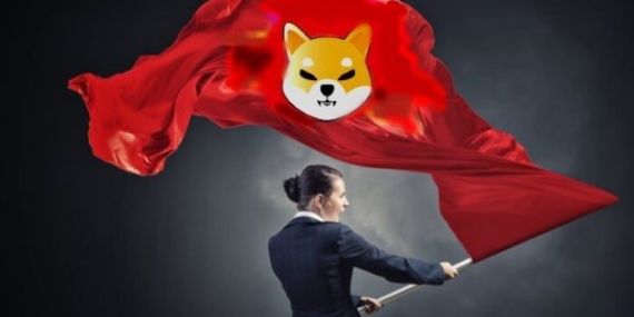 shiba INU