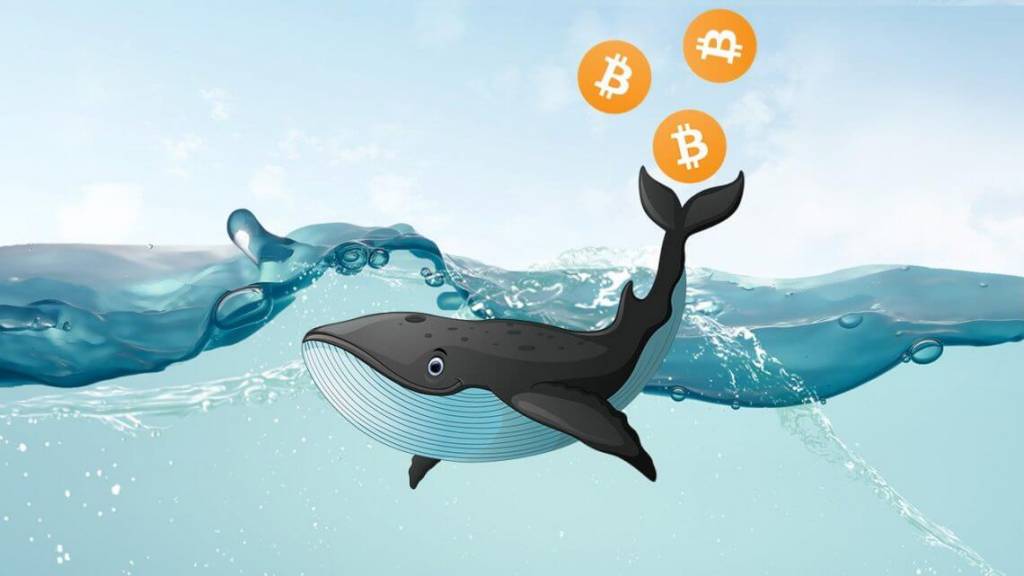 Büyük Bitcoin balinaları yine boş durmuyor!