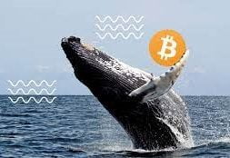 bitcoin-balinalari-koinmedya-com