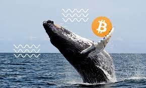 Büyük Bitcoin balinalar pusuya yattı, dikkat!