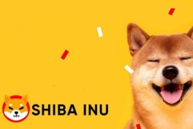 Shiba Inu