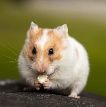 Hamster nedir ve geleceği nasıl? Hamster- Ham coin haber ve gelişmeleri
