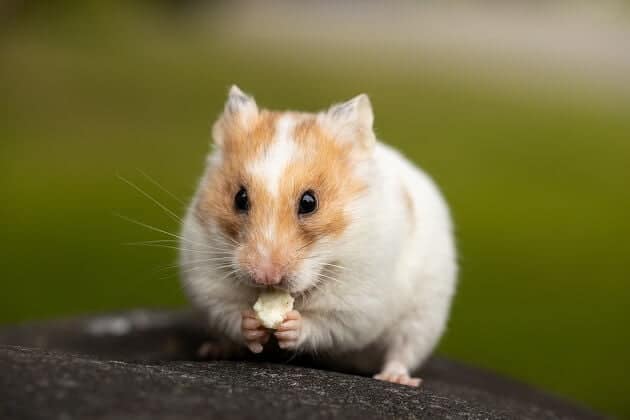 Hamster nedir ve geleceği nasıl? Hamster- Ham coin haber ve gelişmeleri