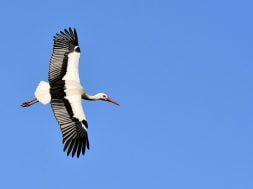 Plumage Flying Stork Birds Wing Nature Animals