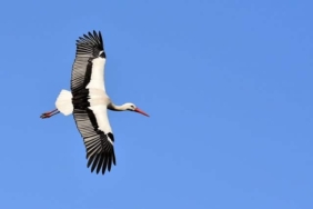 Plumage Flying Stork Birds Wing Nature Animals