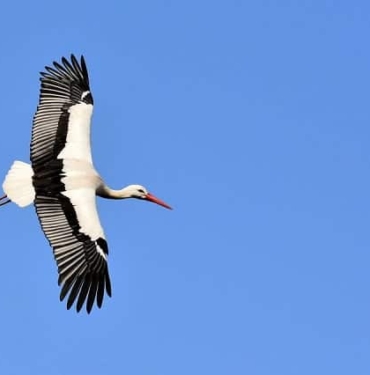 Plumage Flying Stork Birds Wing Nature Animals