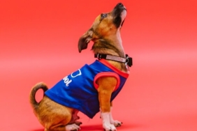 Dogecoin ağında dev hareketlilik! Yılın başından bu yana...