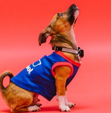 Dogecoin ağında dev hareketlilik! Yılın başından bu yana...