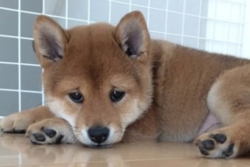 Shiba